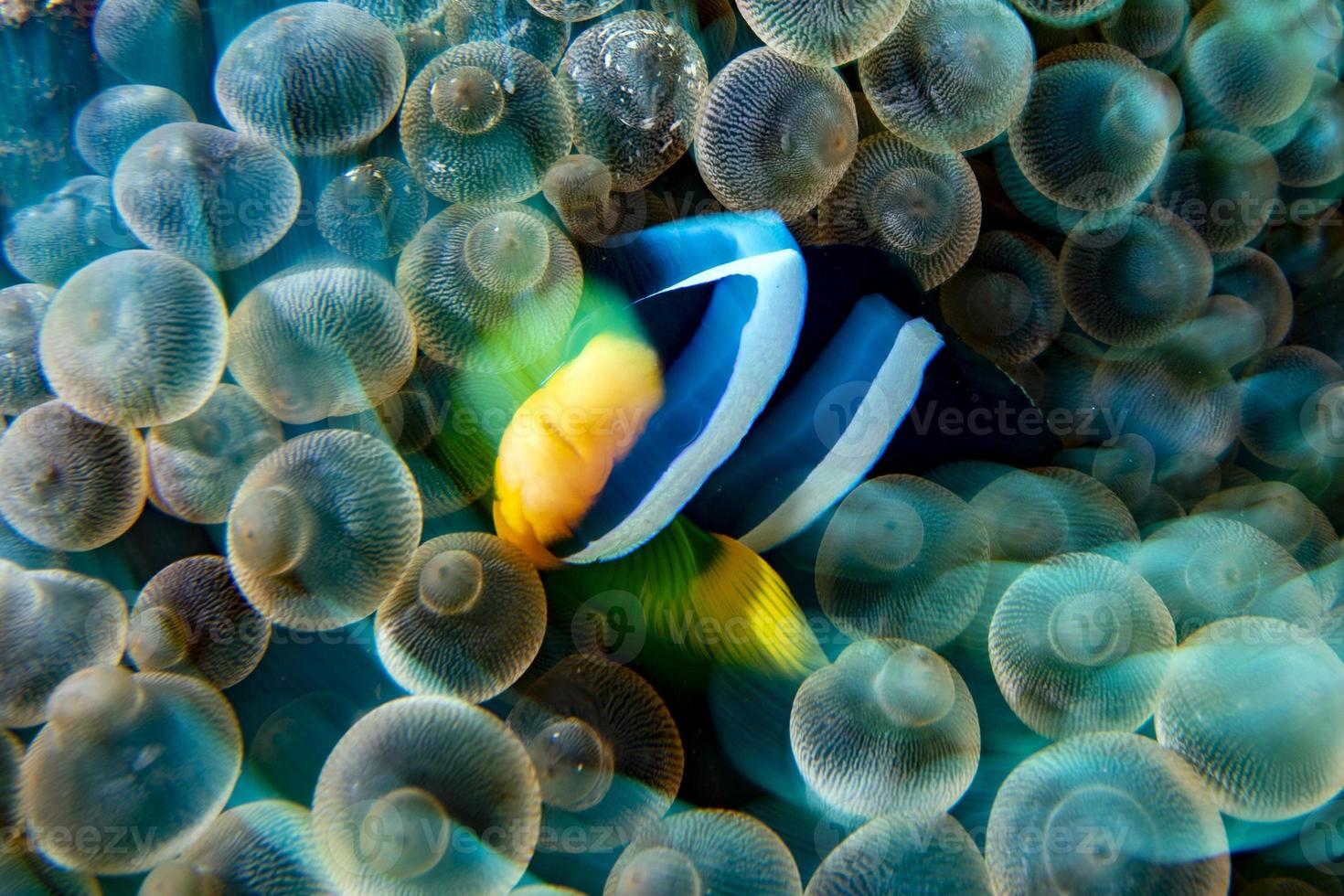 Clownfisch mit Drehbewegungseffekt in roter Anemone auf Malduve foto