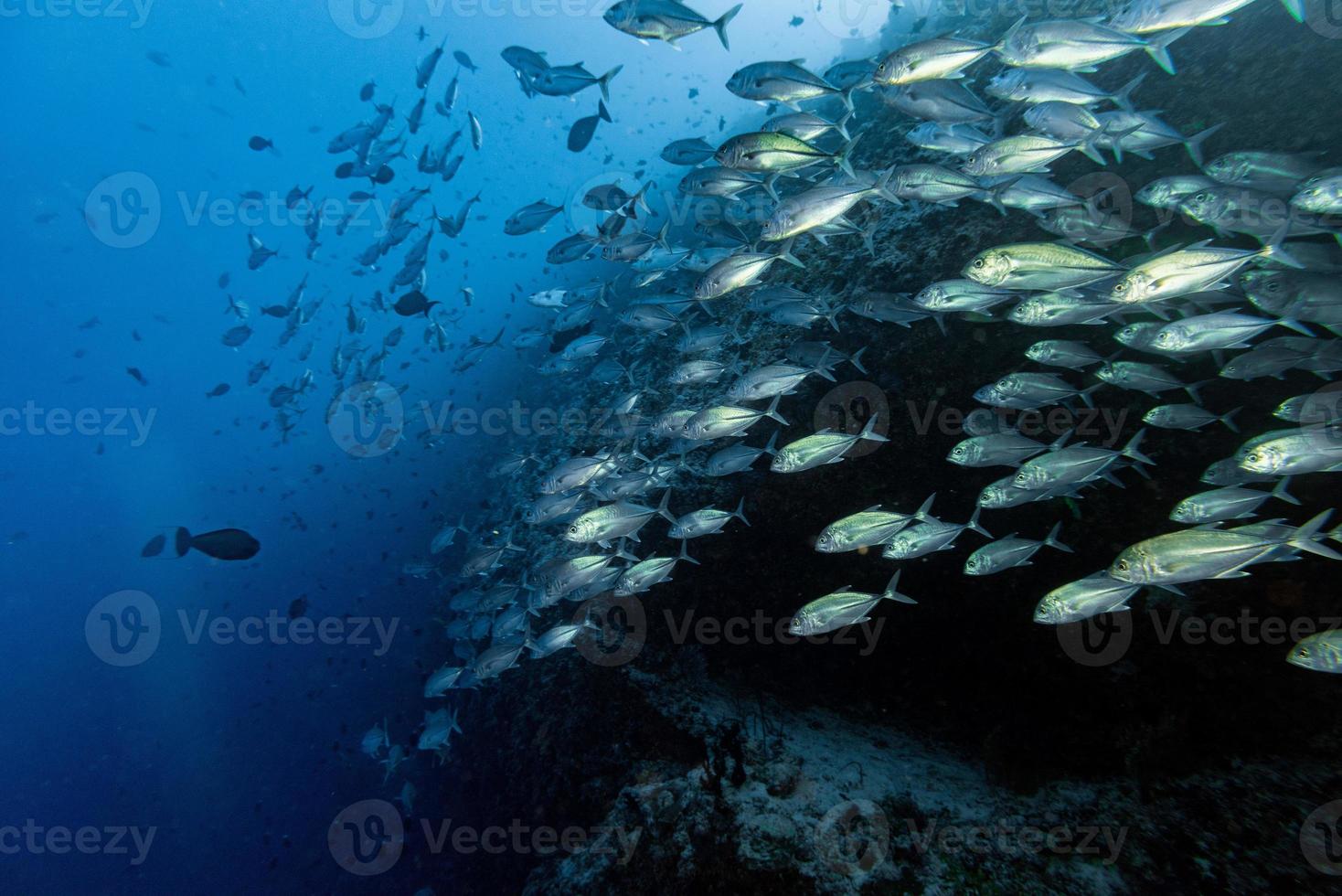 Giant Trevally Tuna Caranx Fisch isoliert auf Blue Diving Malediven foto