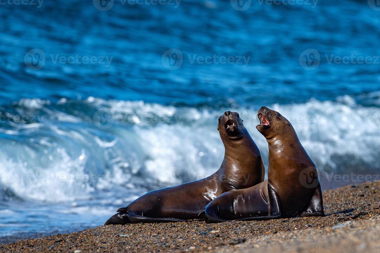 brüllende Seelöwenrobbe am Strand Nahaufnahme Porträt foto