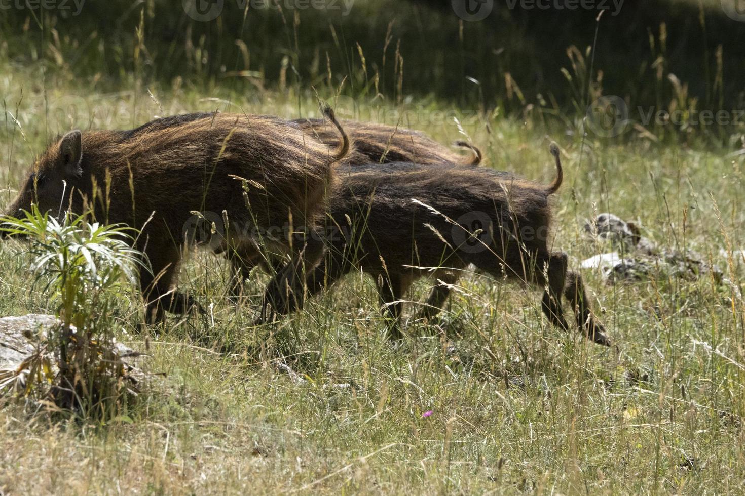 Baby neugeborenes Wildschweinporträt im Wald im Sommer foto