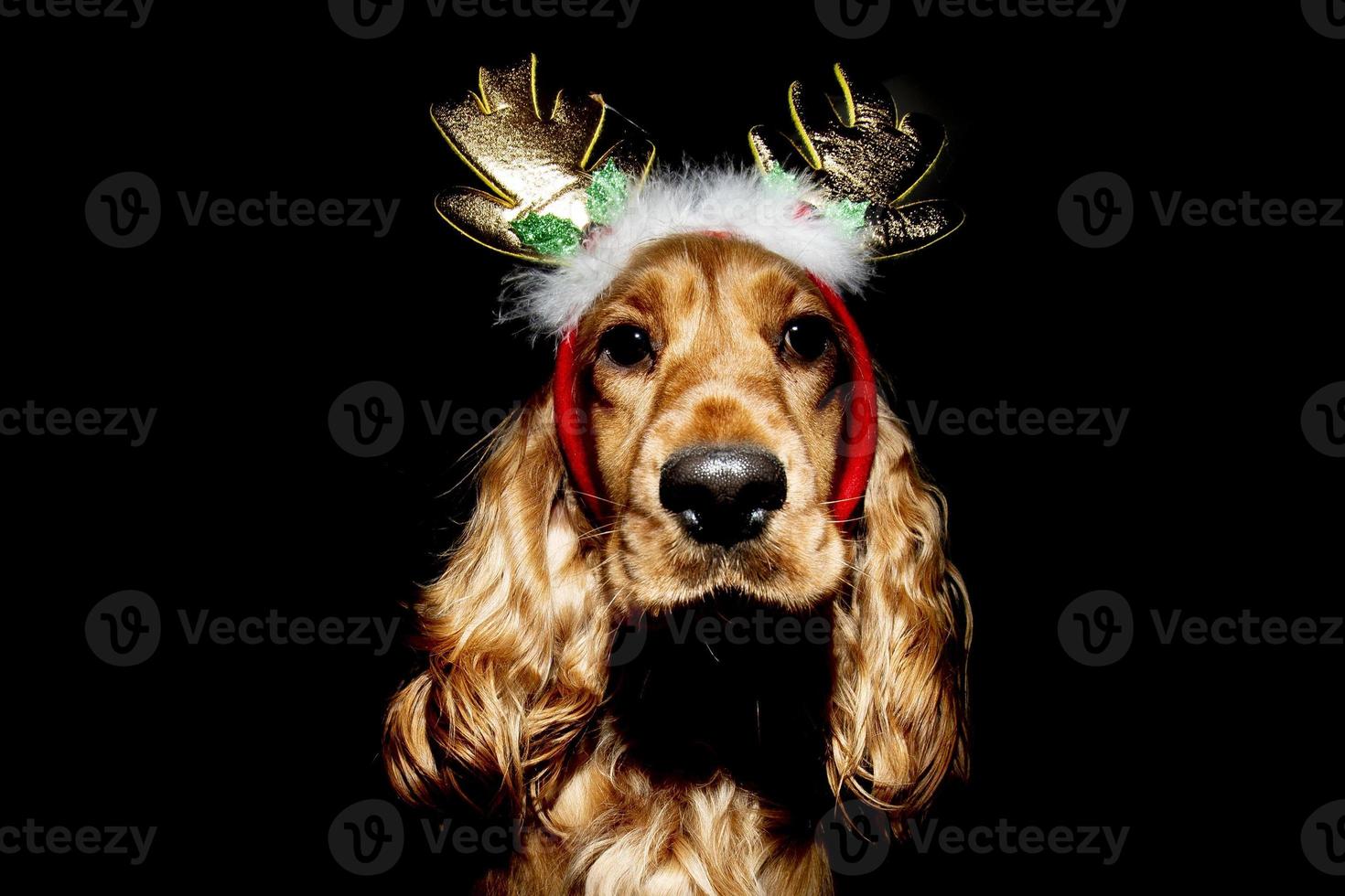 Cocker Spaniel Weihnachten gekleidet Rentier isoliert auf schwarz foto