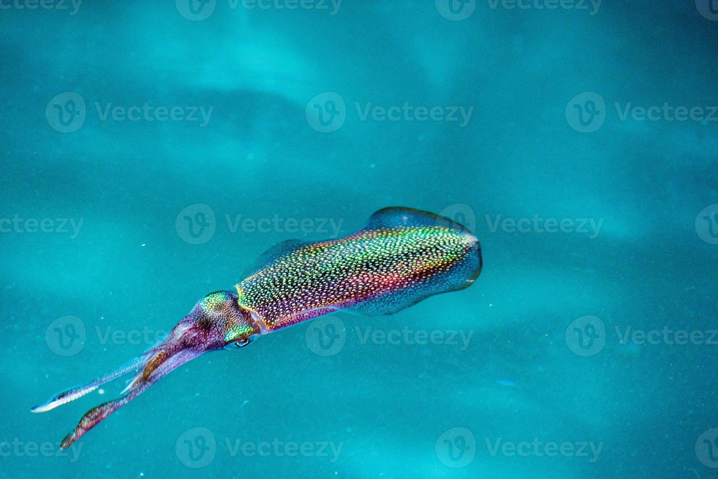 Tintenfisch Tintenfisch nachts unter Wasser foto
