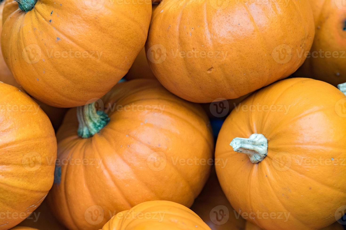 Bio-Obst und Gemüse Kürbis foto