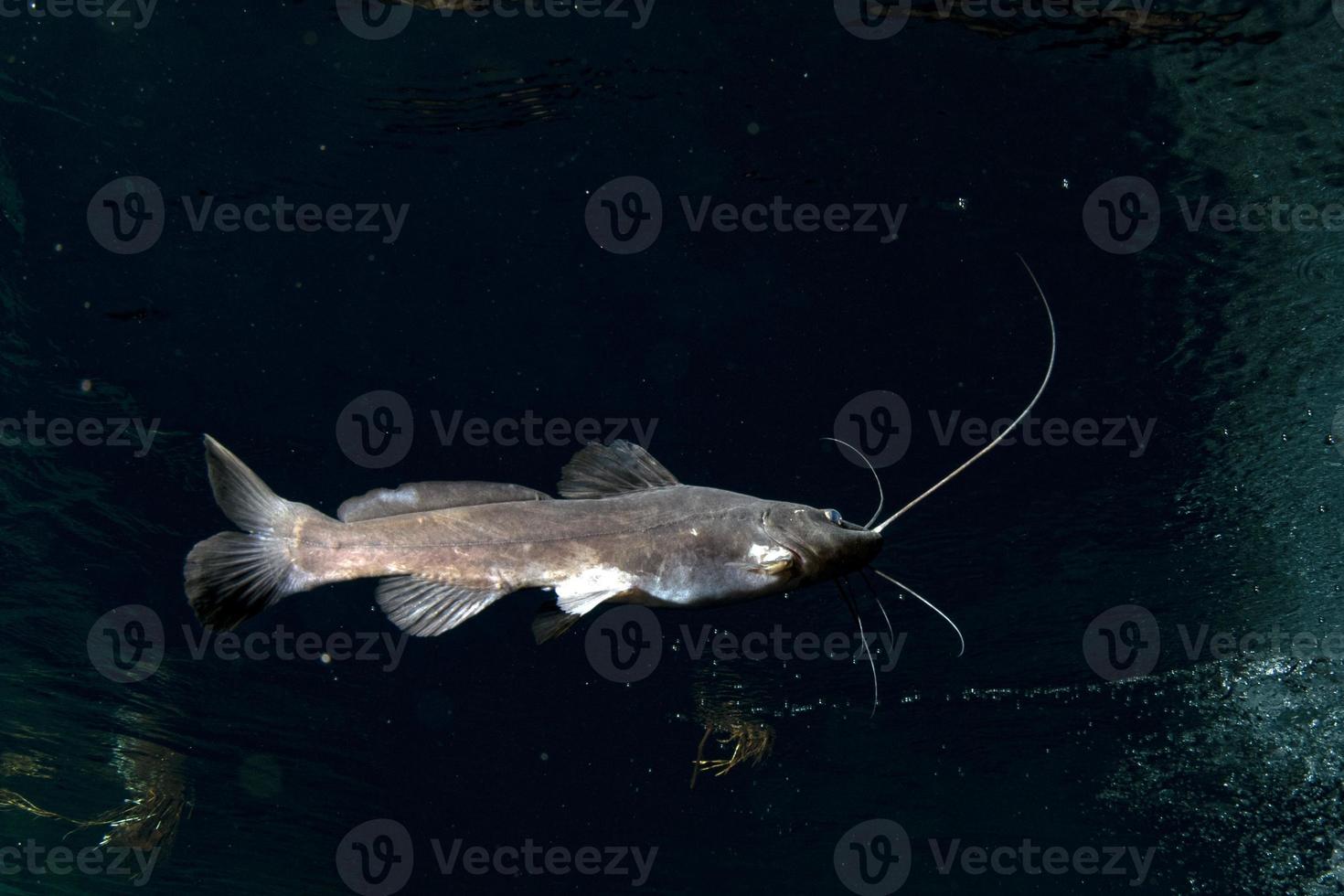 Wels isoliert unter Wasser beim Cenotentauchen foto