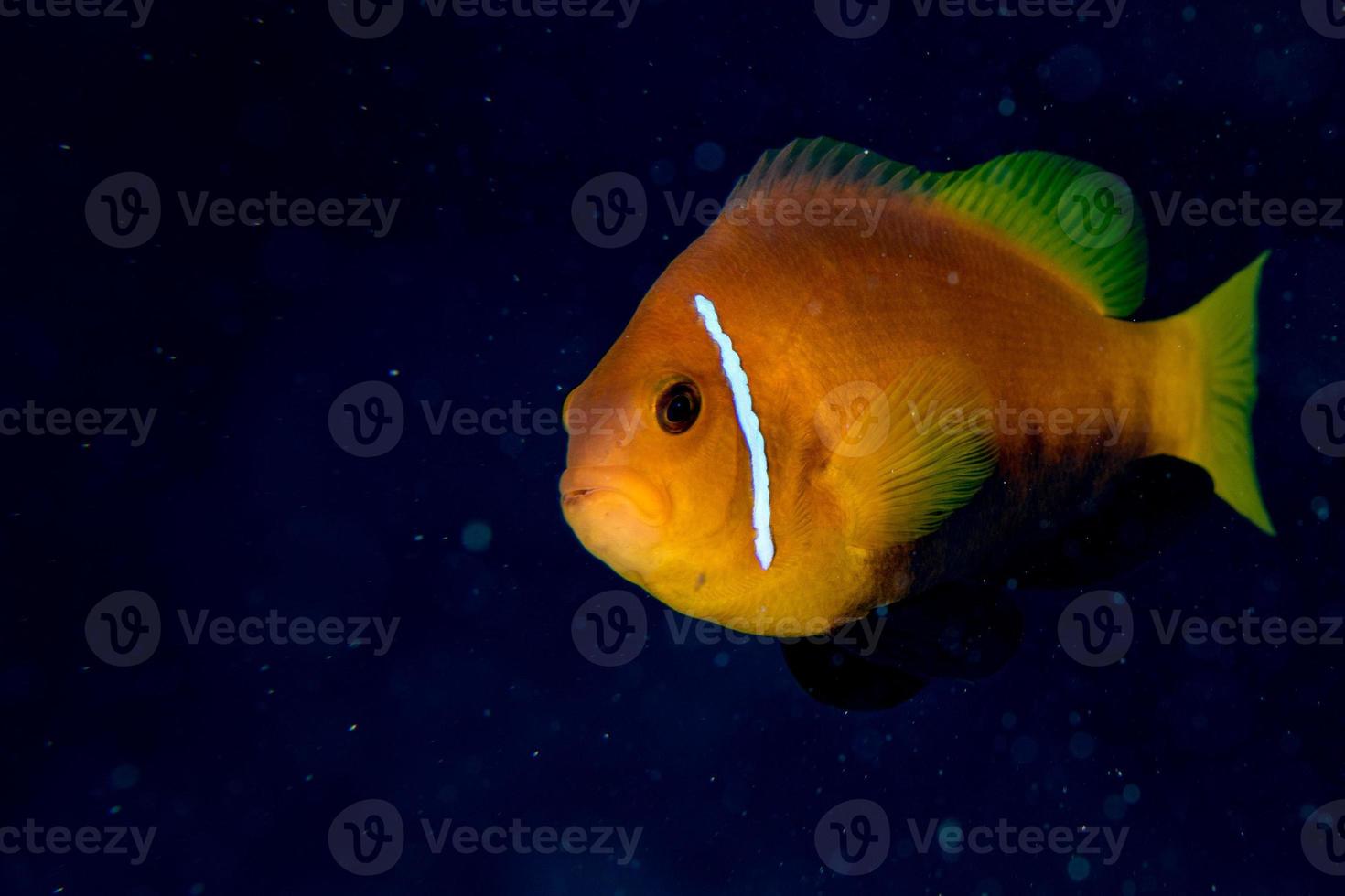 clownfische in roter anemone auf den malediven indonesien foto