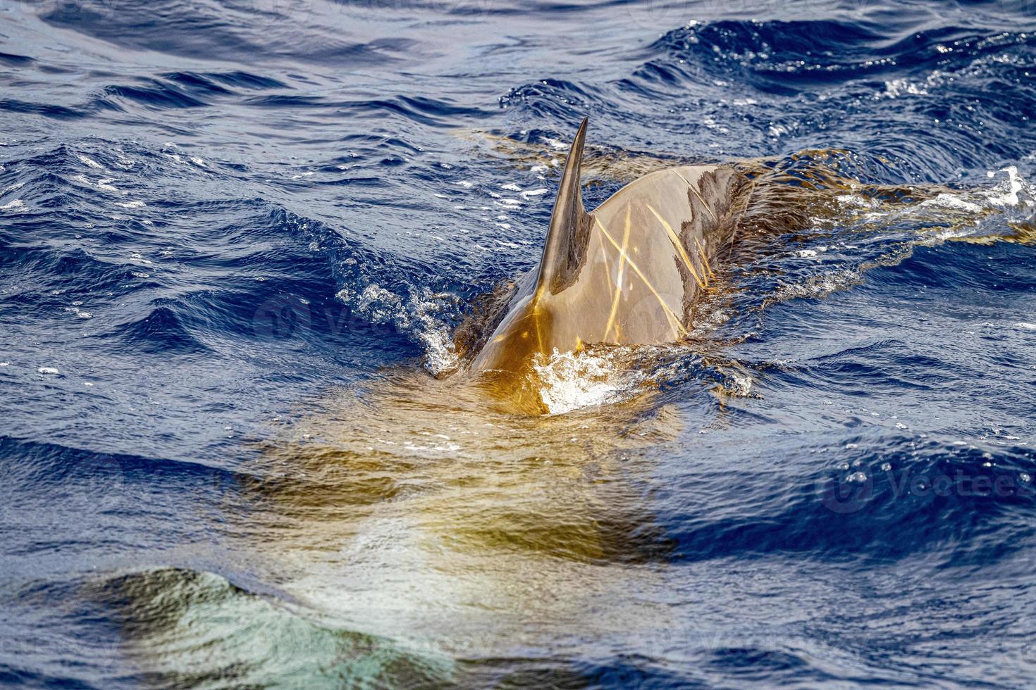 seltener Cuvier-Gänse-Schnabelwal-Delfin Ziphius cavirostris foto