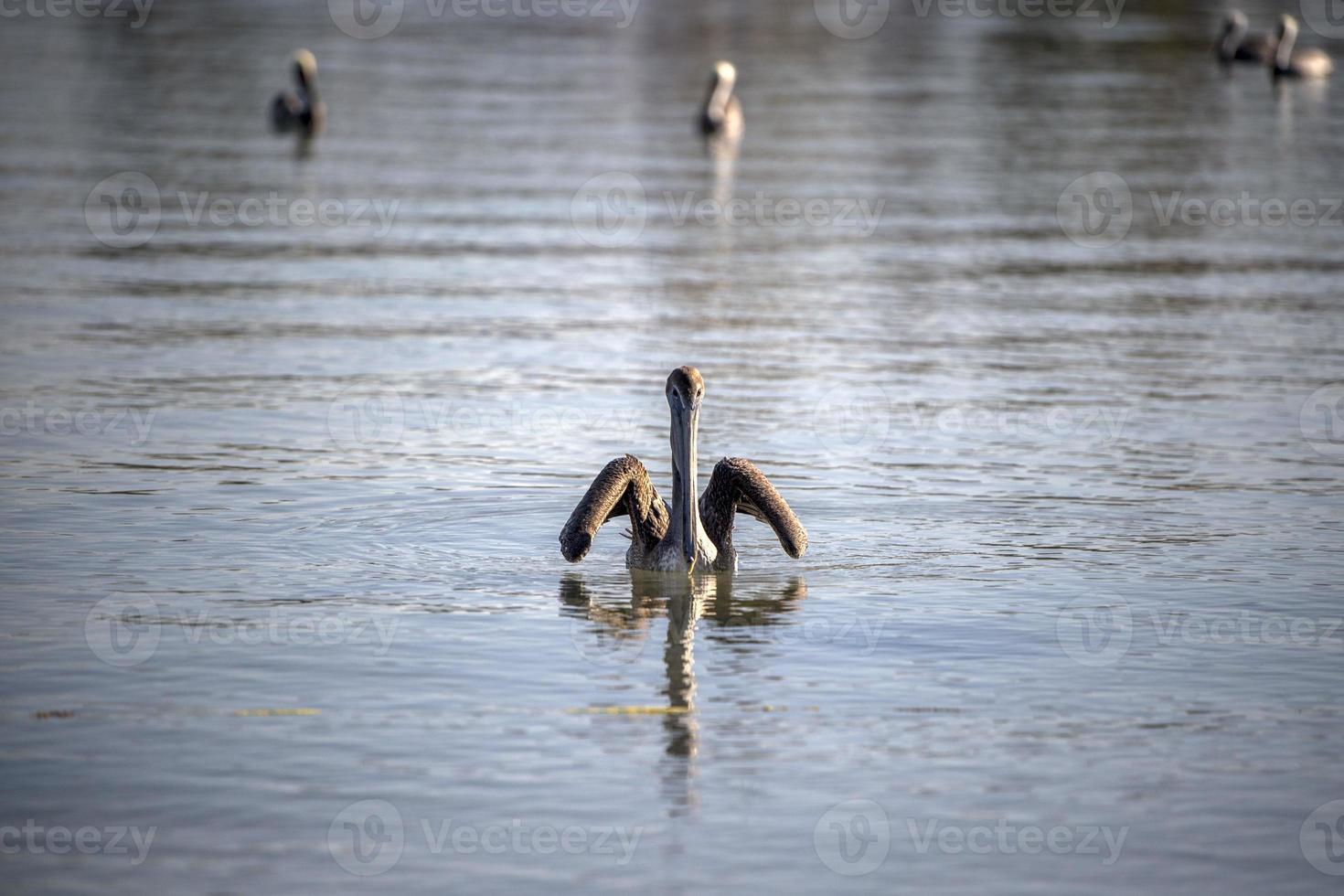 Pelikanporträt auf blauem Hintergrund foto