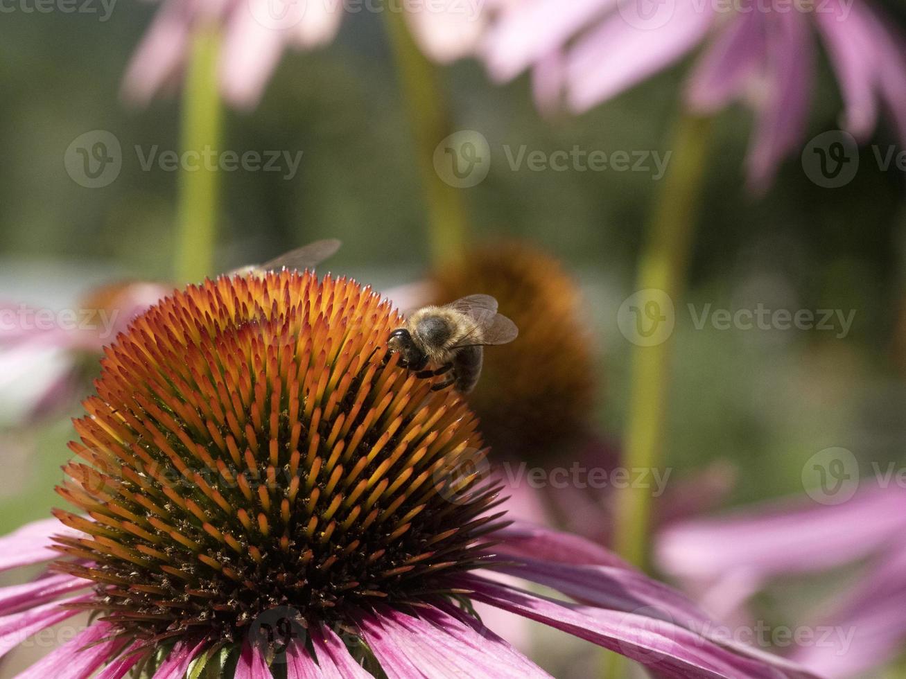 Bienenfliege auf Echinacea-Pflanzenblume aus nächster Nähe foto