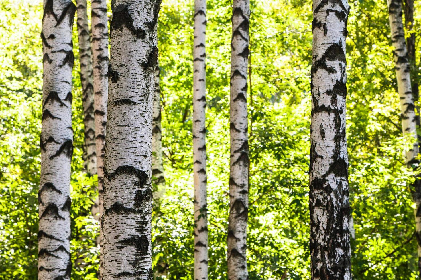 Weiße Birkenstämme im Wald im Sommer foto