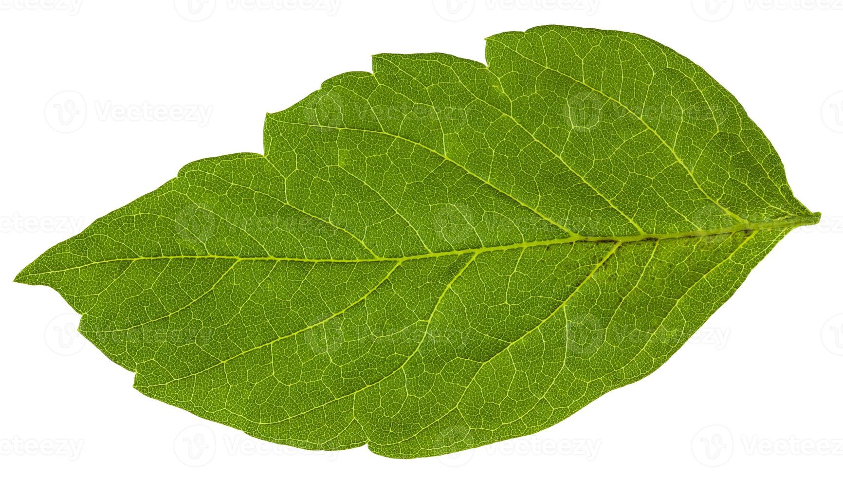 grünes Blatt von Acer Negundo Ahorn Esche foto