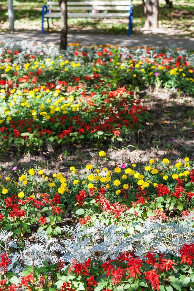 Blumenbeet mit Dianthus-Blume und Cineraria-Pflanze foto