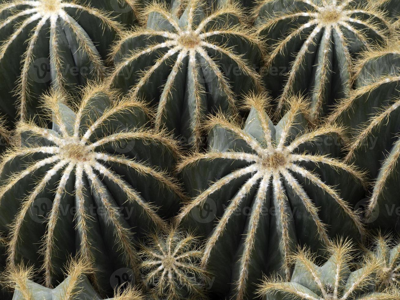 Kaktus Nahaufnahme Detail foto