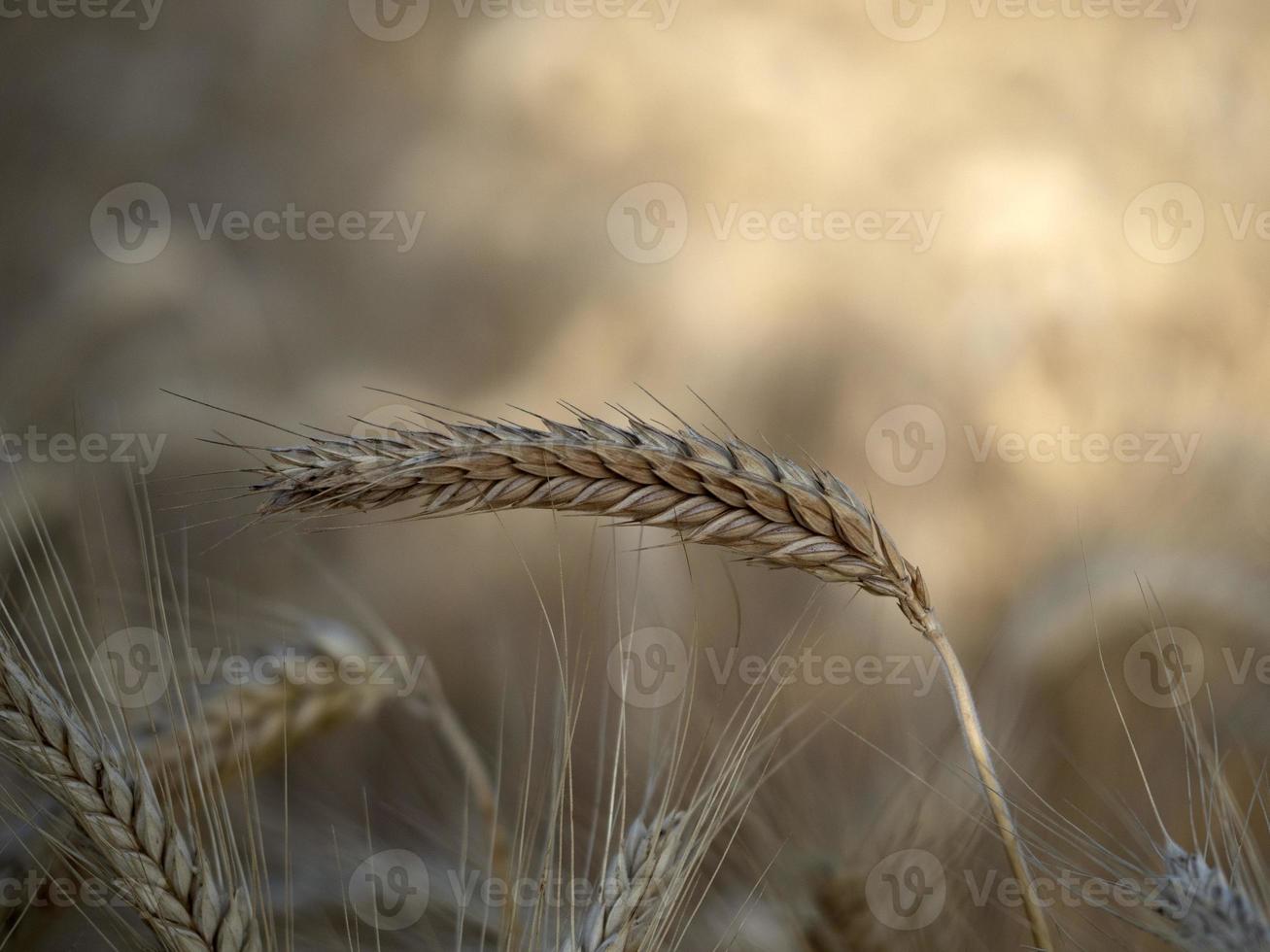 Reife Weizenspitze bereit, Detailmakro zu ernten foto