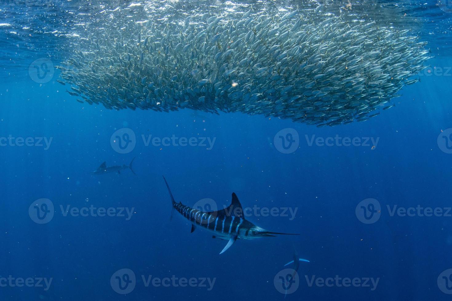 Gestreifte Marlin- und Seelöwenjagd im Sardinenköderball im Pazifischen Ozean foto