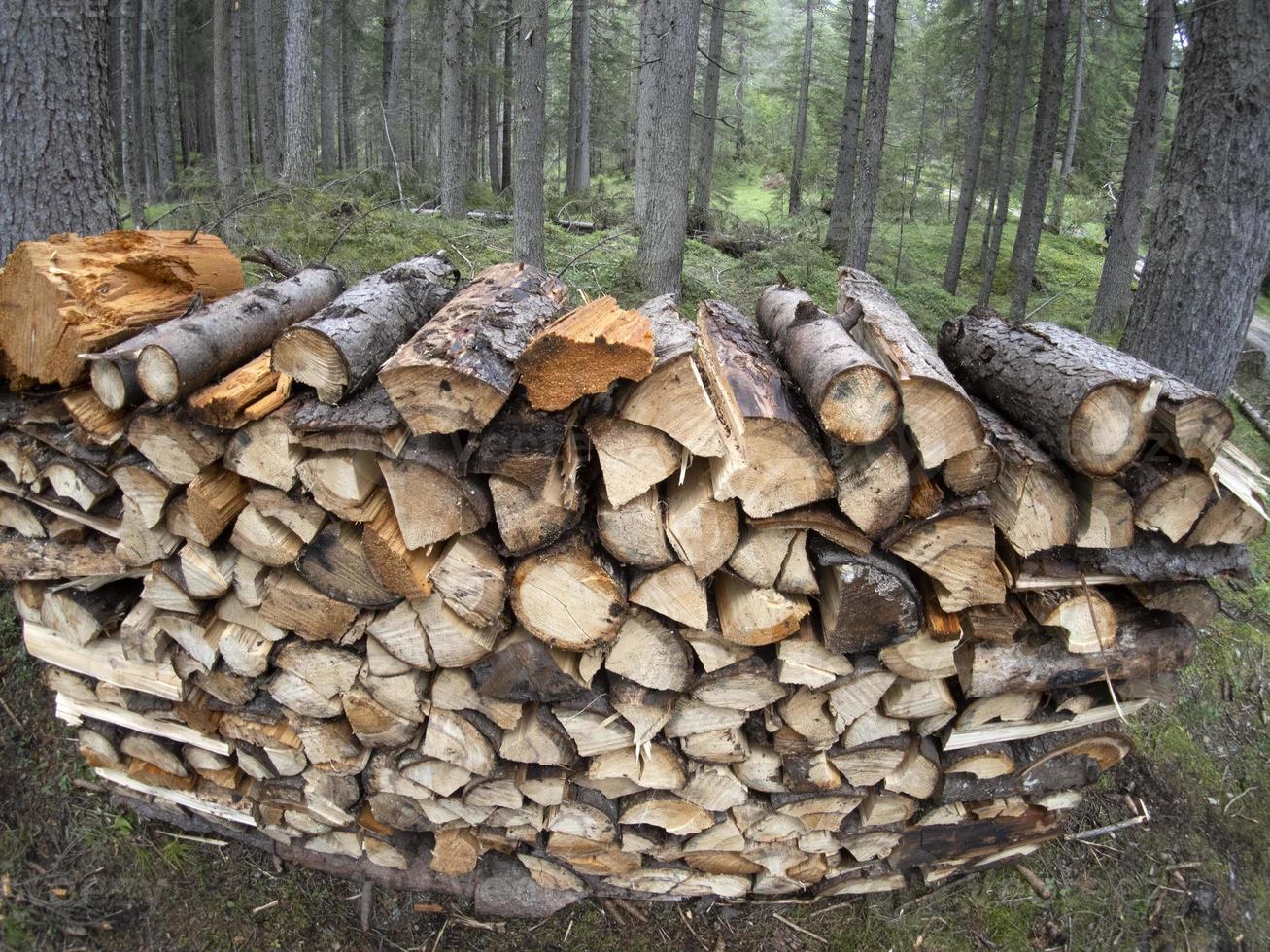 Holzstämme stapeln sich im Wald foto