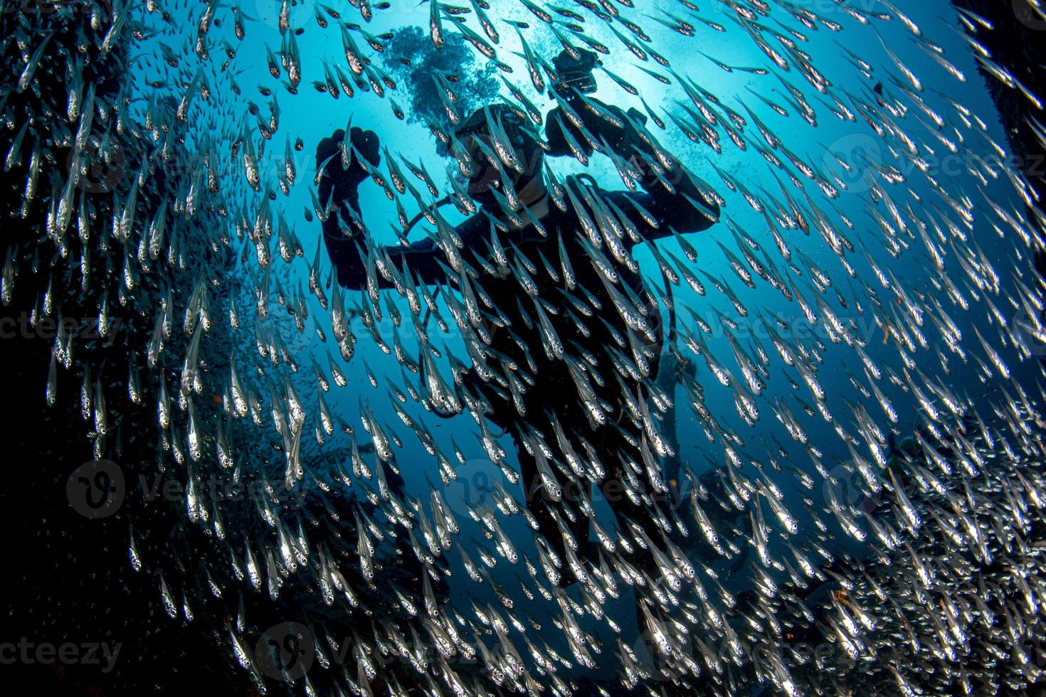 Taucher im Glas fischt riesigen Köderball foto