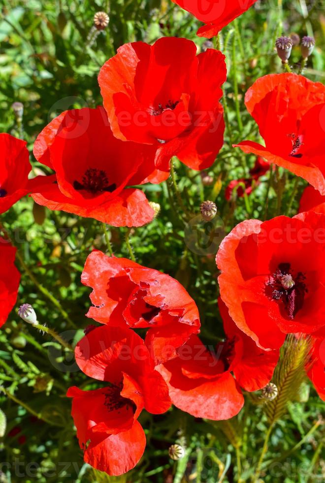 Papaver rhoeas gemeiner Mohn foto