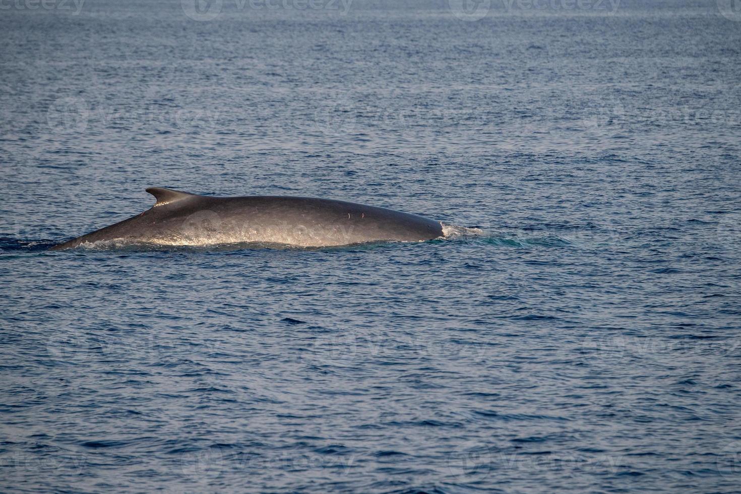 Vom Aussterben bedrohte Finnwalart, die selten zu sehen ist, das zweitgrößte Tier der Welt foto