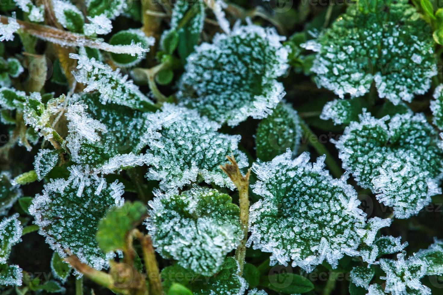 Eiskristalle auf noch grünen Pflanzen. Nahaufnahme von gefrorenem Wasser. Makroaufnahme foto