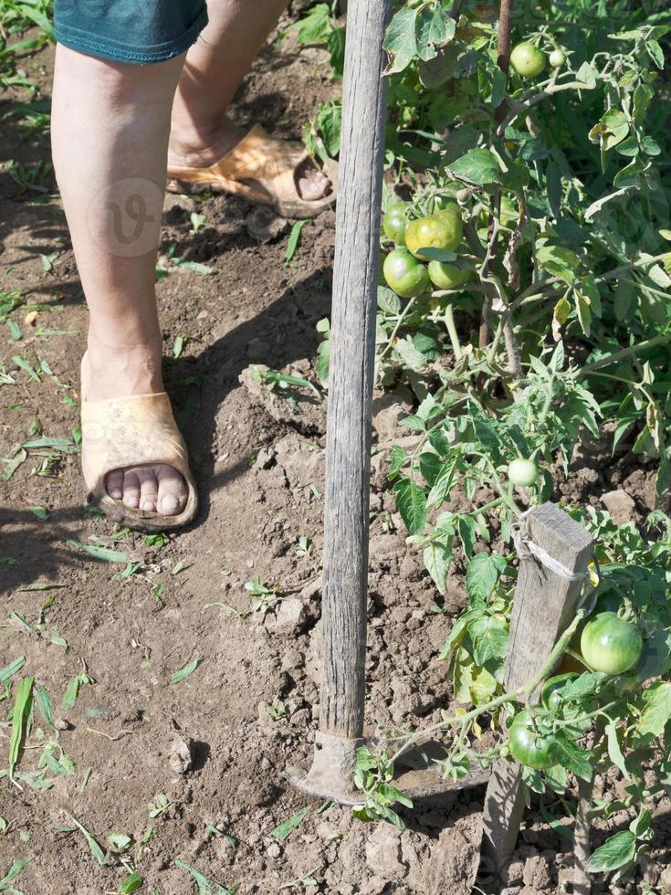 Unkraut im Garten mit der Hacke jäten foto