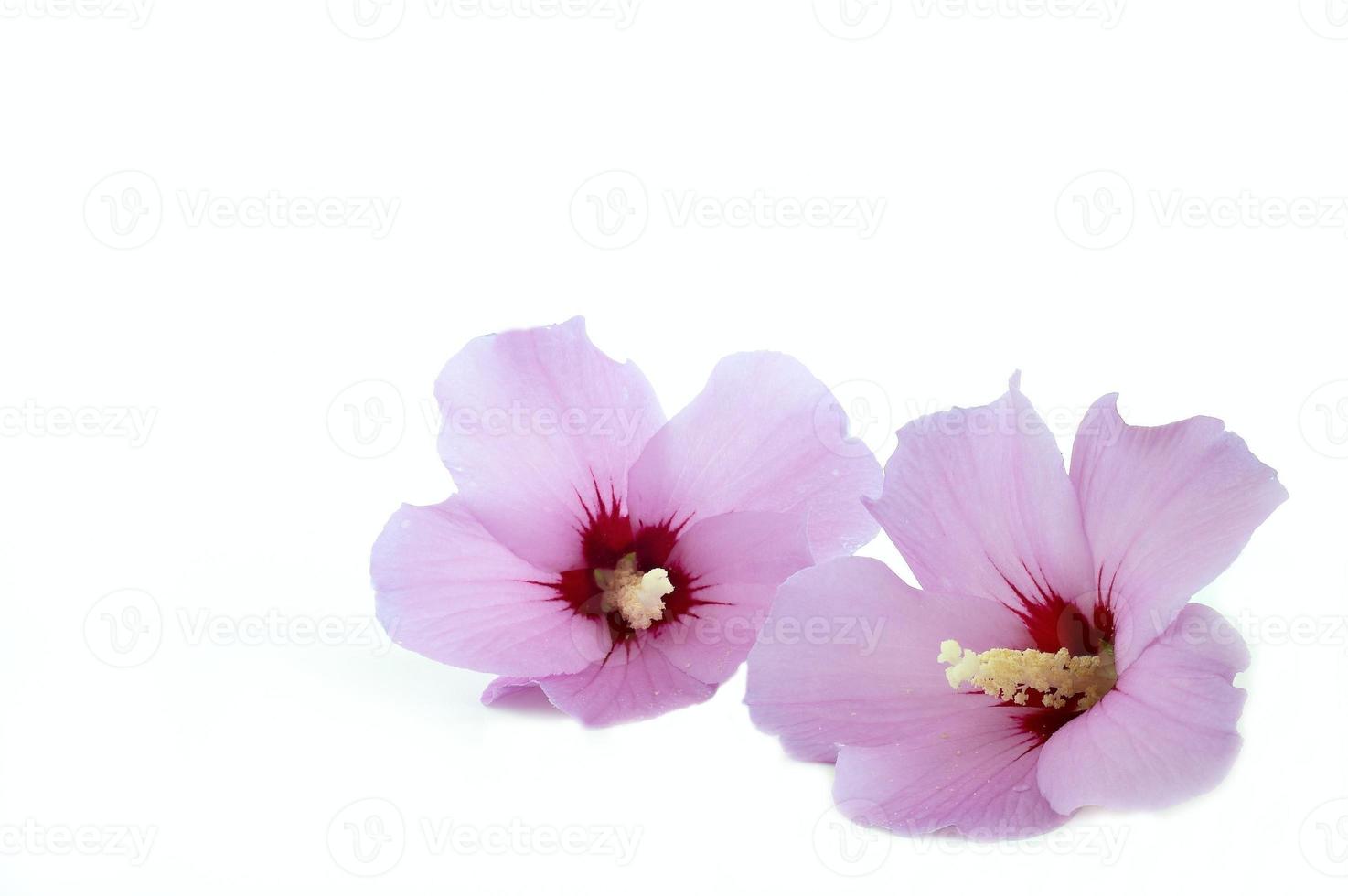 schön von Hibiskusblüte foto