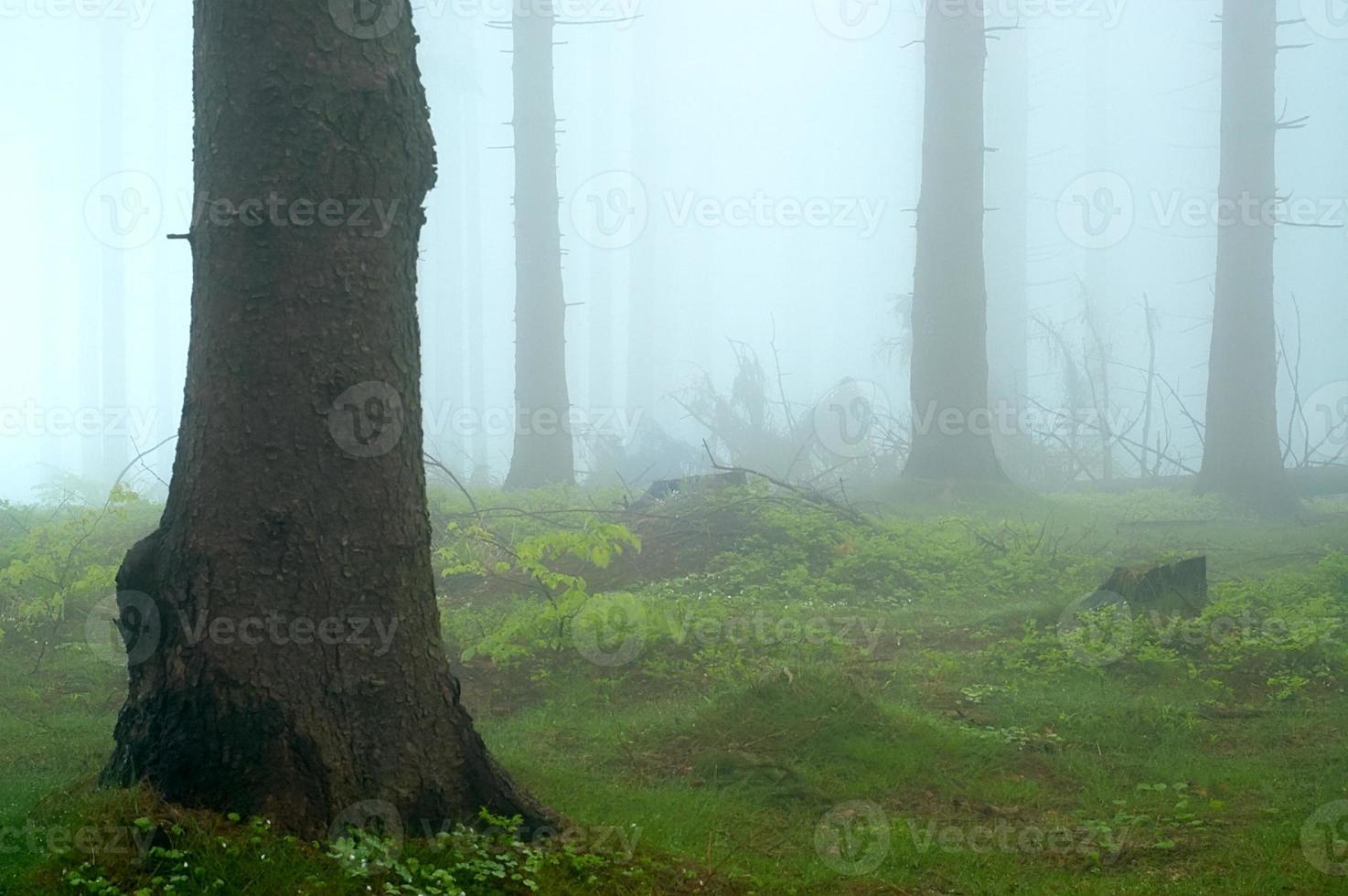 im Fichtenwald foto