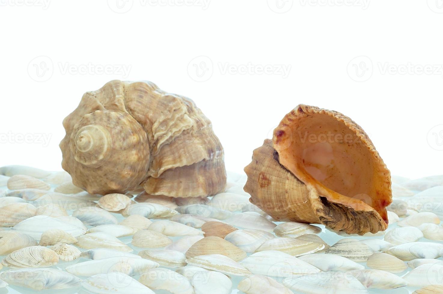 zwei Muschelschalen foto