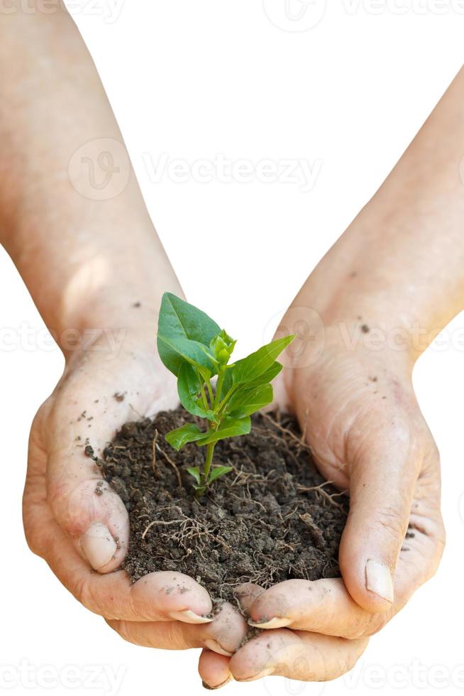 Erde und grüner Sprössling in bäuerlicher Hand foto