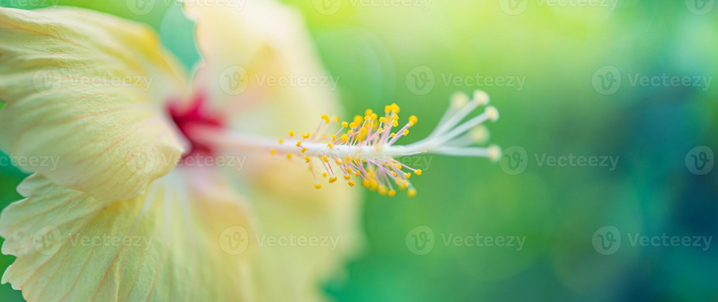 Nahaufnahme von Hibiskus mit verschwommenem Naturhintergrund, künstlerische natürliche Nahaufnahmeblätter. frühling sommer panorama exotische blumen banner. schöne nahaufnahme ökologie natur blumenlandschaft. abstraktes Panorama foto