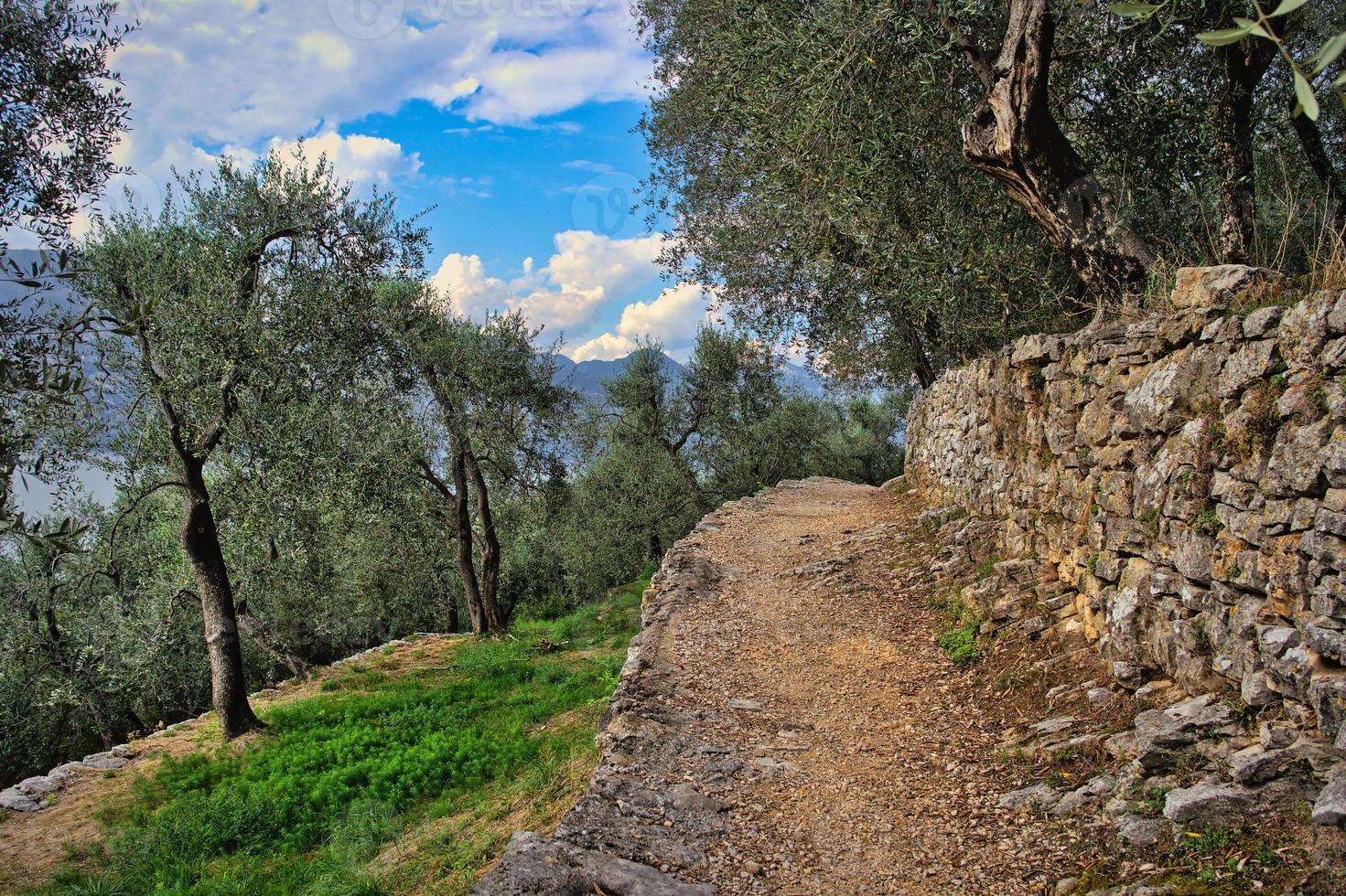 Olivenhain in Italien foto