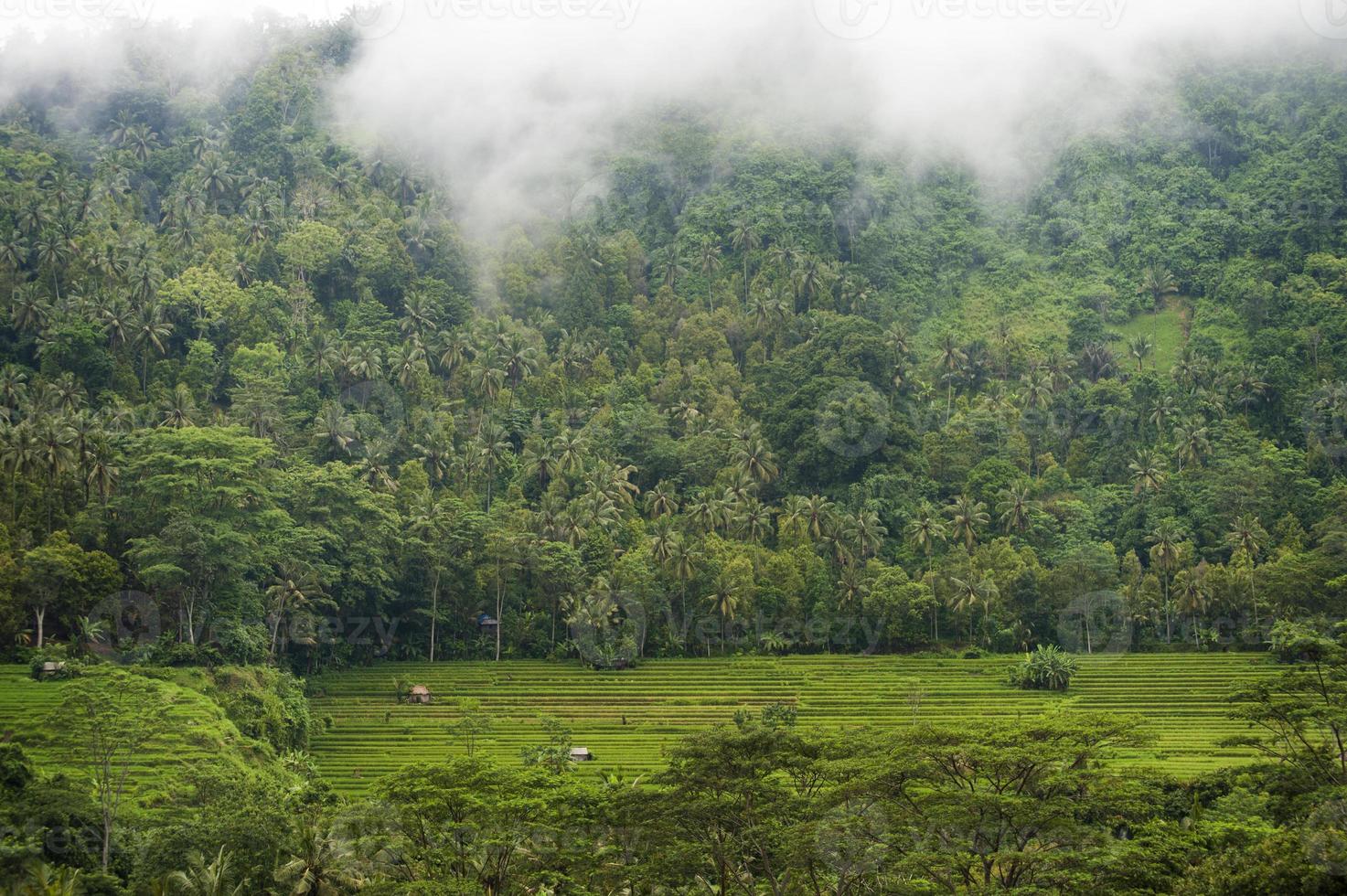 Bali Reisfelder foto