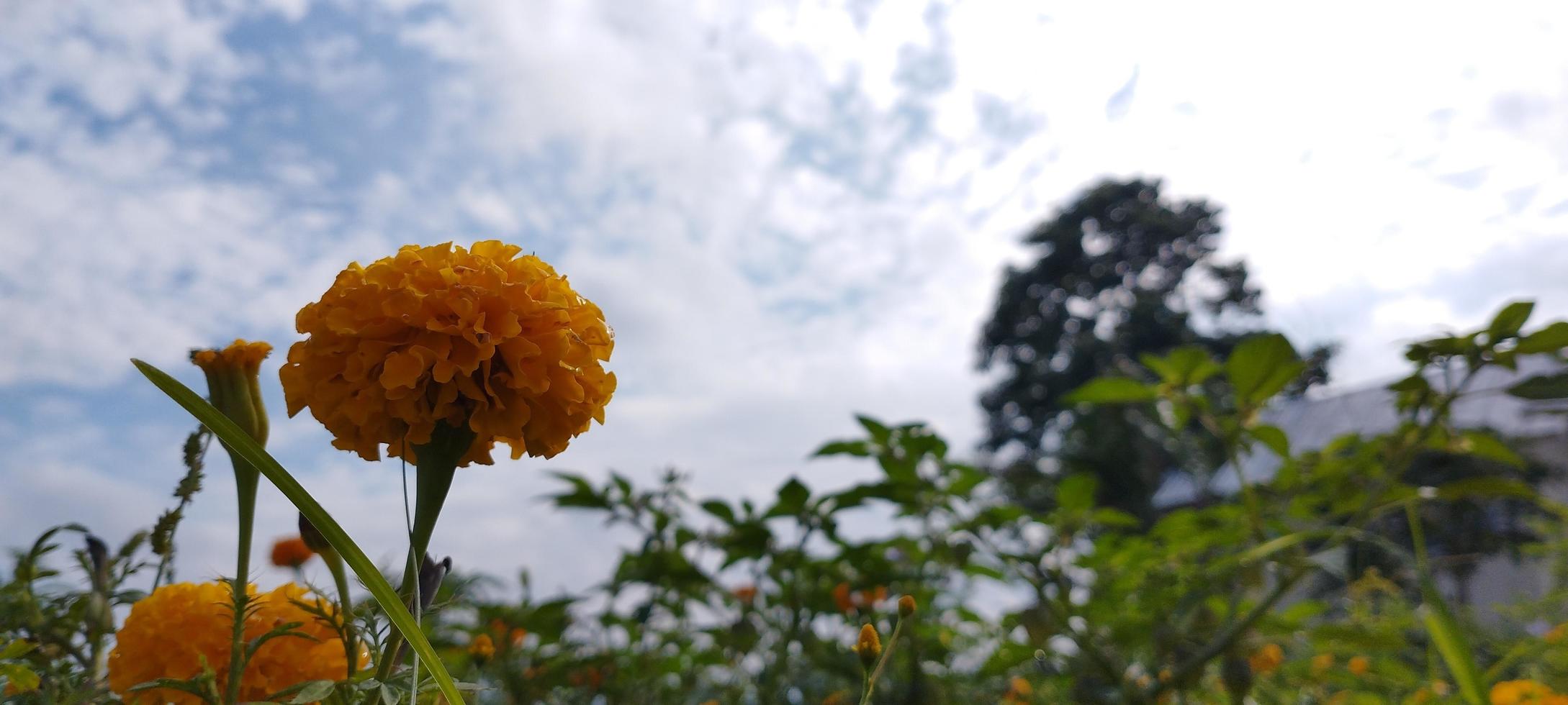 Gumitir-Blüten mit ähnlichen Pflanzen sind sehr schön foto