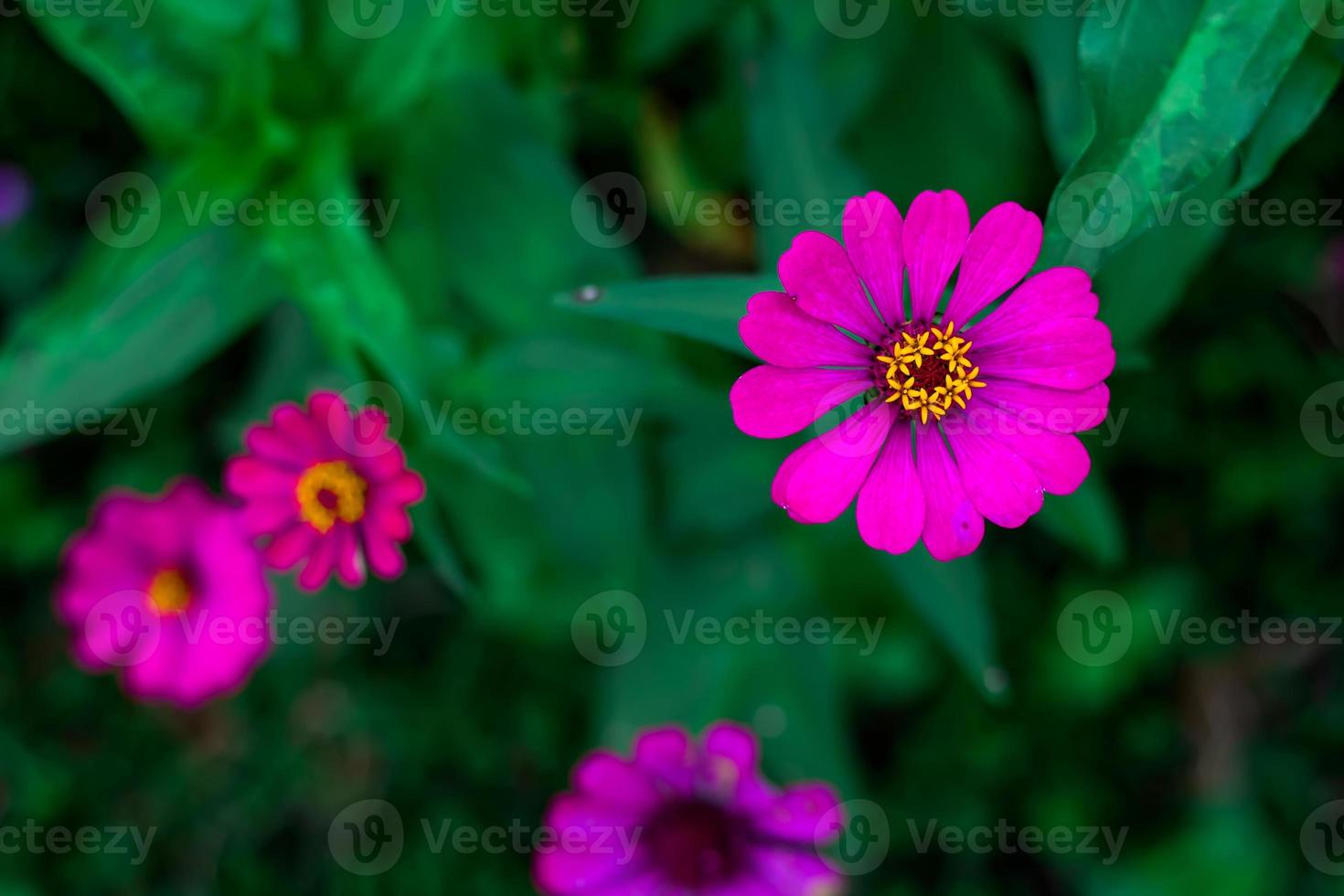 lila Blumen wachsen im Hof foto