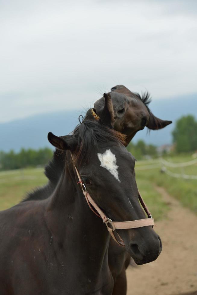 Pferd im Hochformat foto