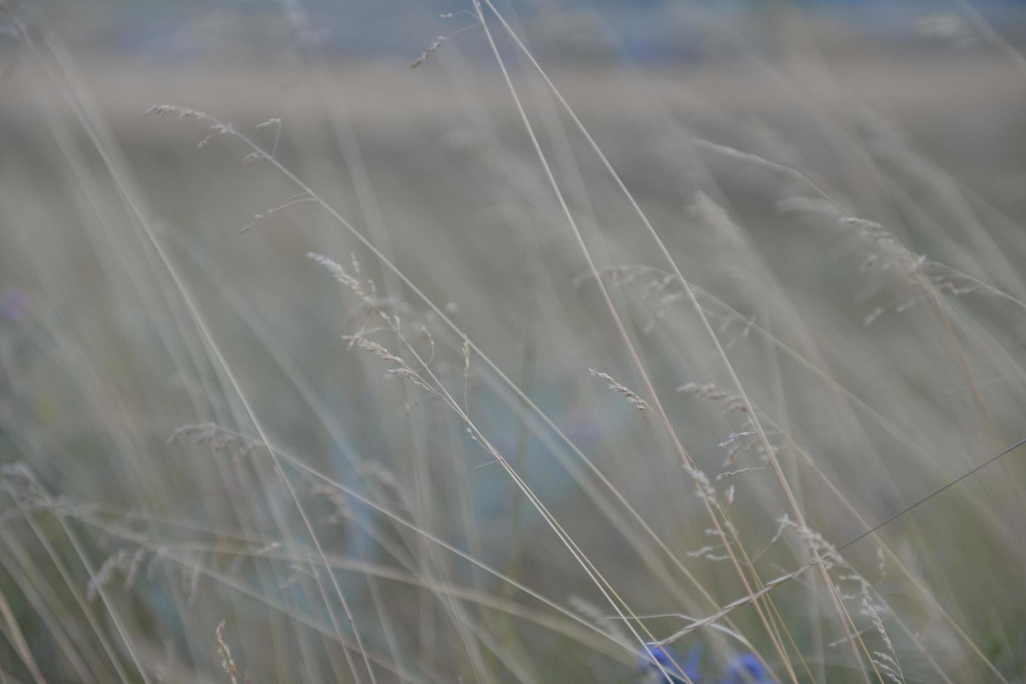 Sommerlandschaftsansicht foto