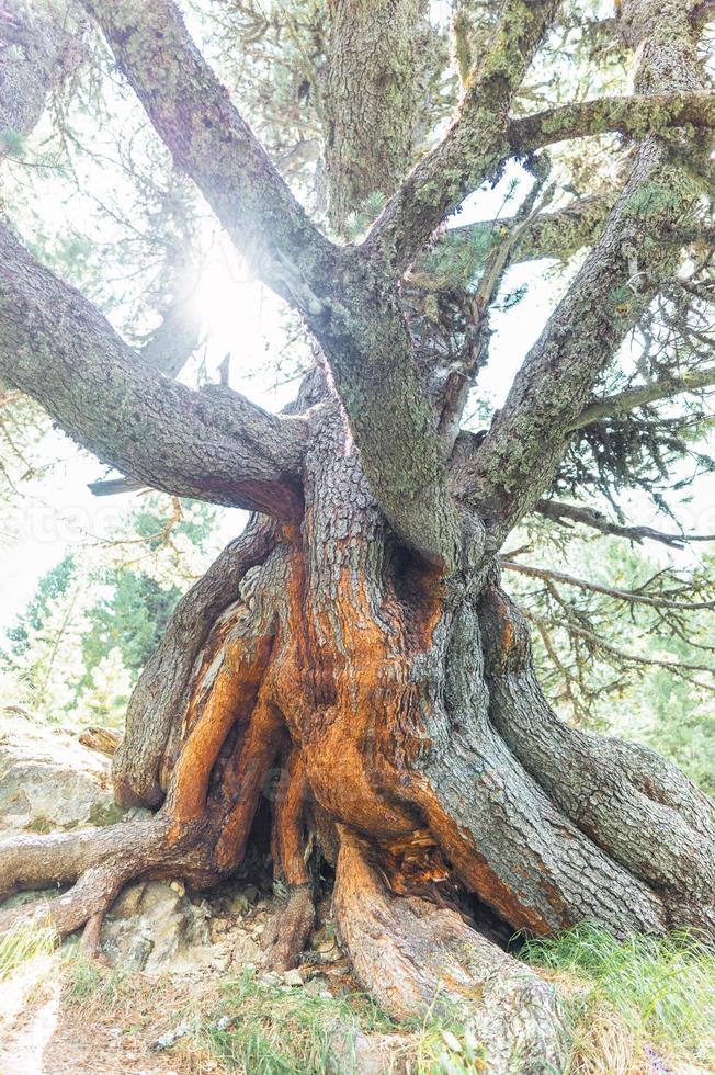 riesige uralte hundertjährige Zirbe foto