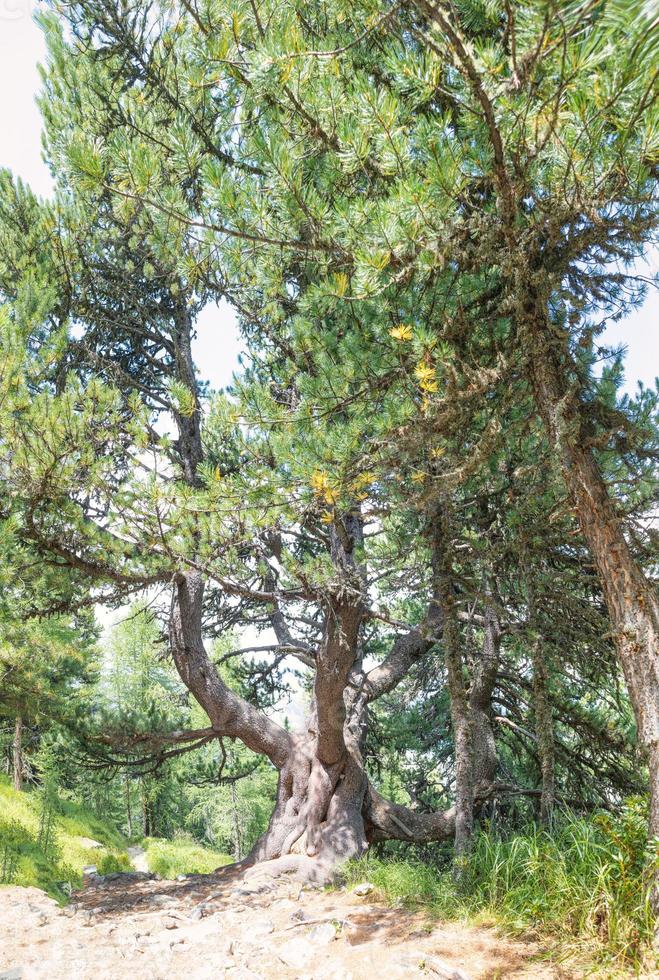 wald im engadin schweiz mit alten zirben foto