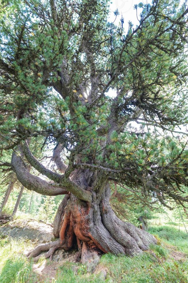 Centennial Cyrmolus im Engadin, Schweiz foto