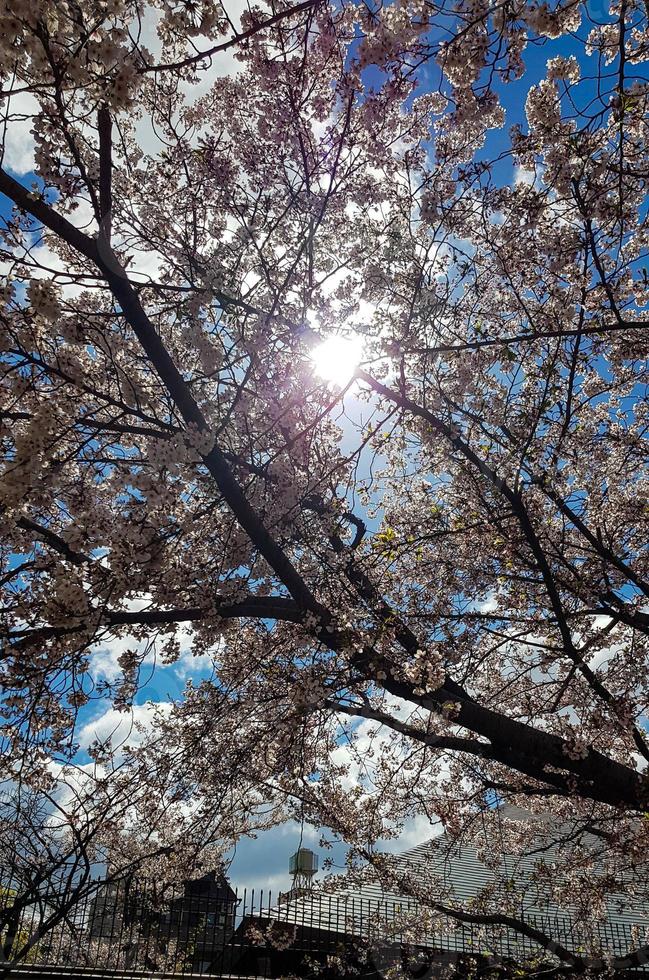 Kirschblüten blühen in einem Park in Osaka. foto