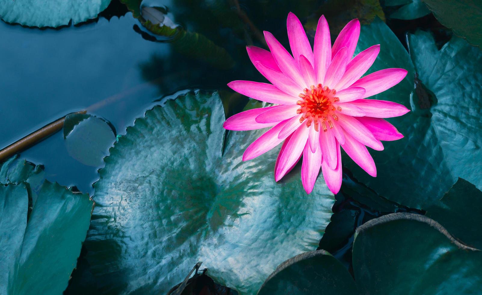 Nahaufnahme der schönen rosafarbenen Seerose und des Lotusblattes im blauen Teich. Lotusblumenhintergrund foto