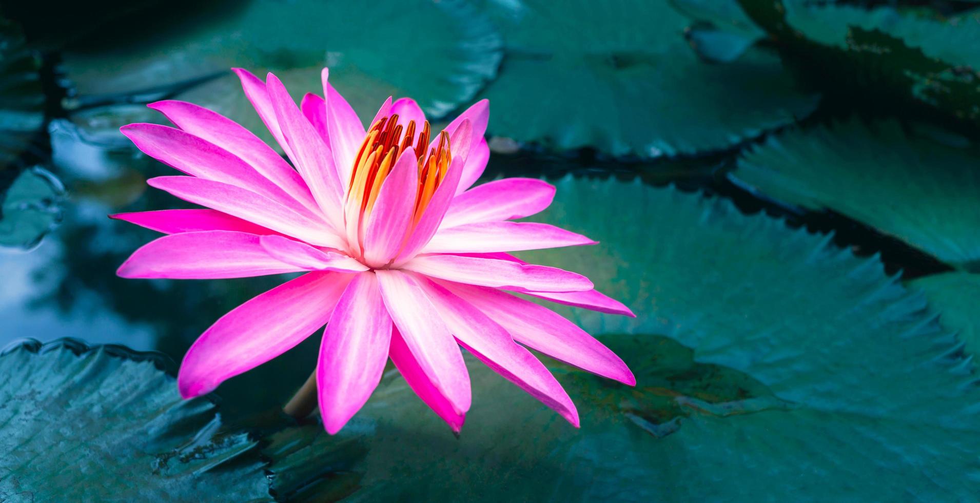 Nahaufnahme der schönen rosafarbenen Seerose und des Lotusblattes im blauen Teich. Lotusblumenhintergrund foto