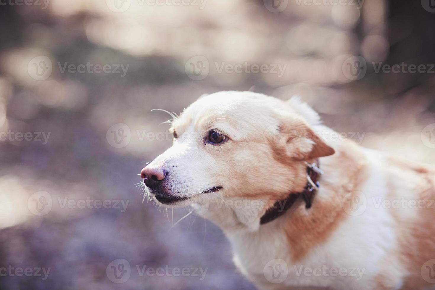 süßer hund im wald foto