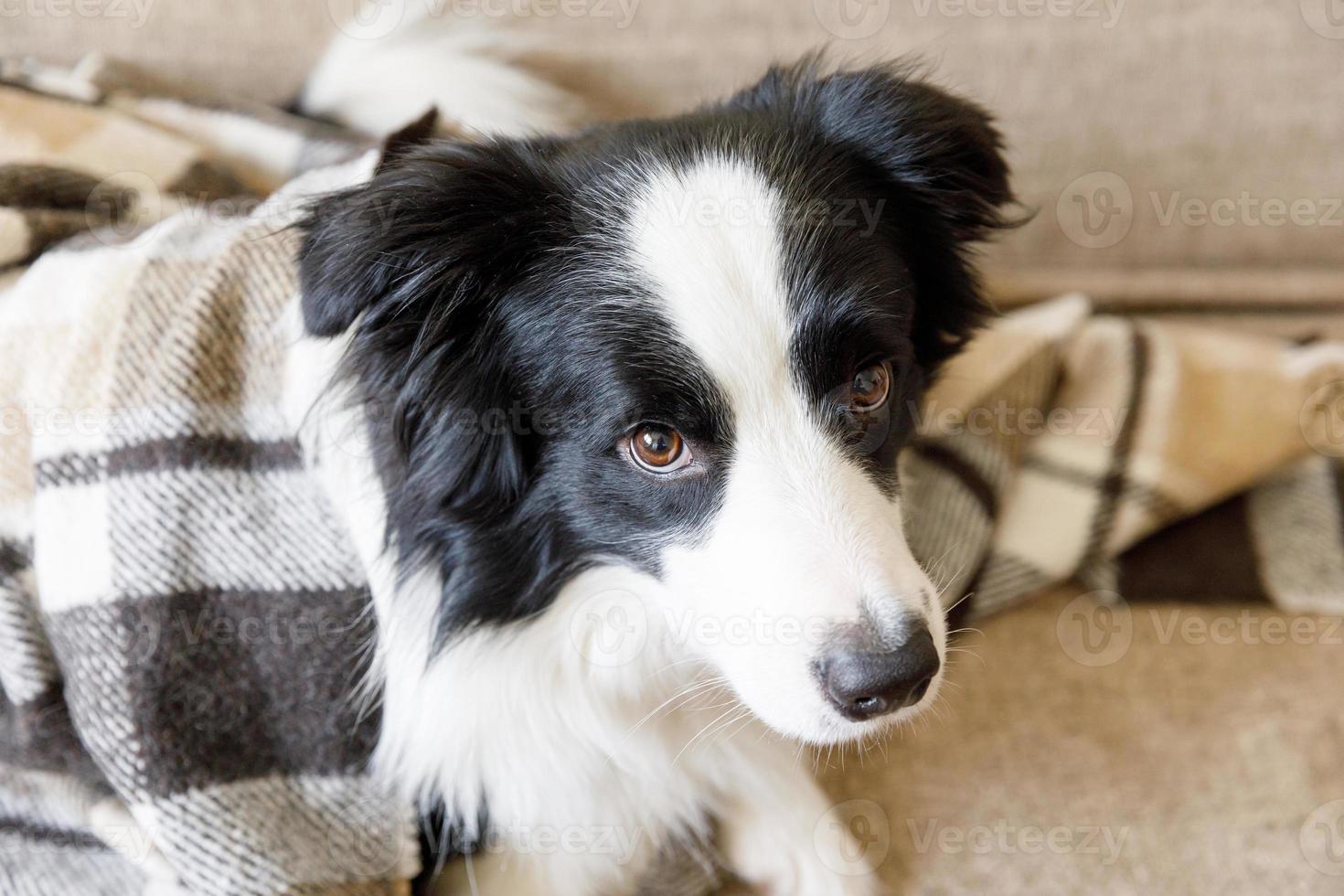 lustiger Hündchen-Border-Collie, der drinnen auf der Couch unter Plaid liegt. Kleiner Hund zu Hause, der sich bei kaltem Herbst- und Winterwetter unter der Decke warm hält. Konzept für das Leben von Haustieren. foto