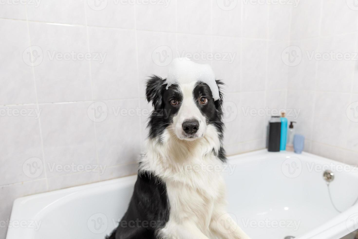 Das lustige Innenporträt des Border-Collie-Welpen, der im Bad sitzt, bekommt ein Schaumbad, das mit Shampoo duscht. Süßer kleiner Hund nass in der Badewanne im Pflegesalon. sauberer hund mit lustiger schaumseife auf dem kopf. foto