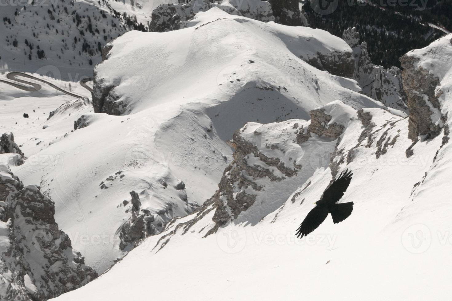 eine Krähe auf Dolomitenhintergrund foto