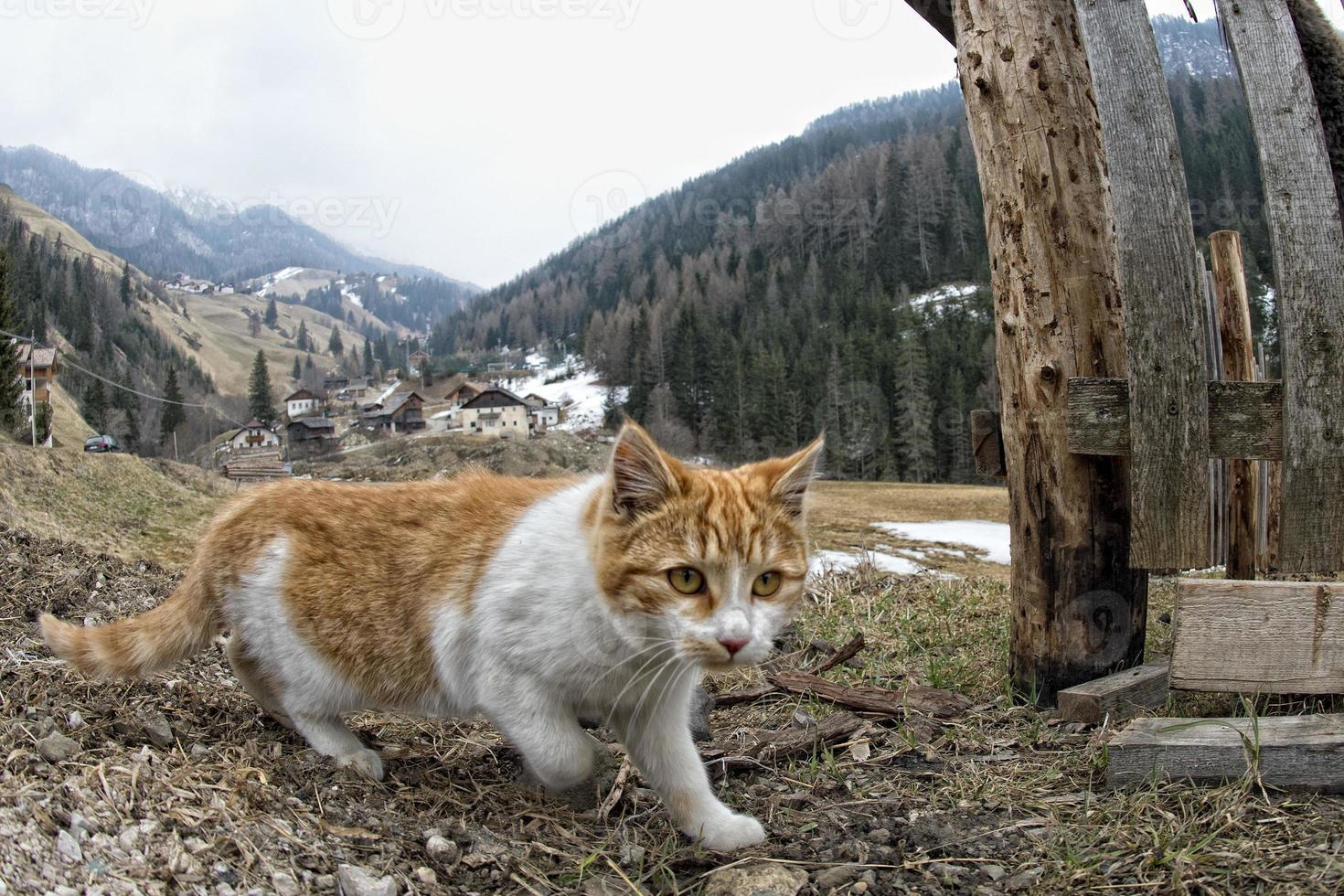 Katzenjagd im Gras foto