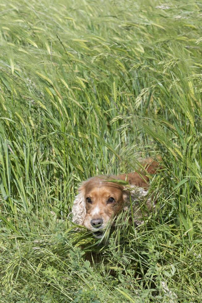 isolierter englischer Cockerspaniel auf dem Grashintergrund foto