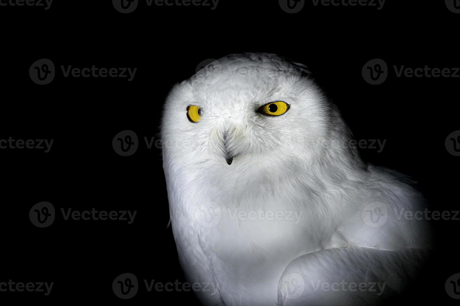 Schneeeule lokalisiert auf Schwarzem, das Sie anschaut foto