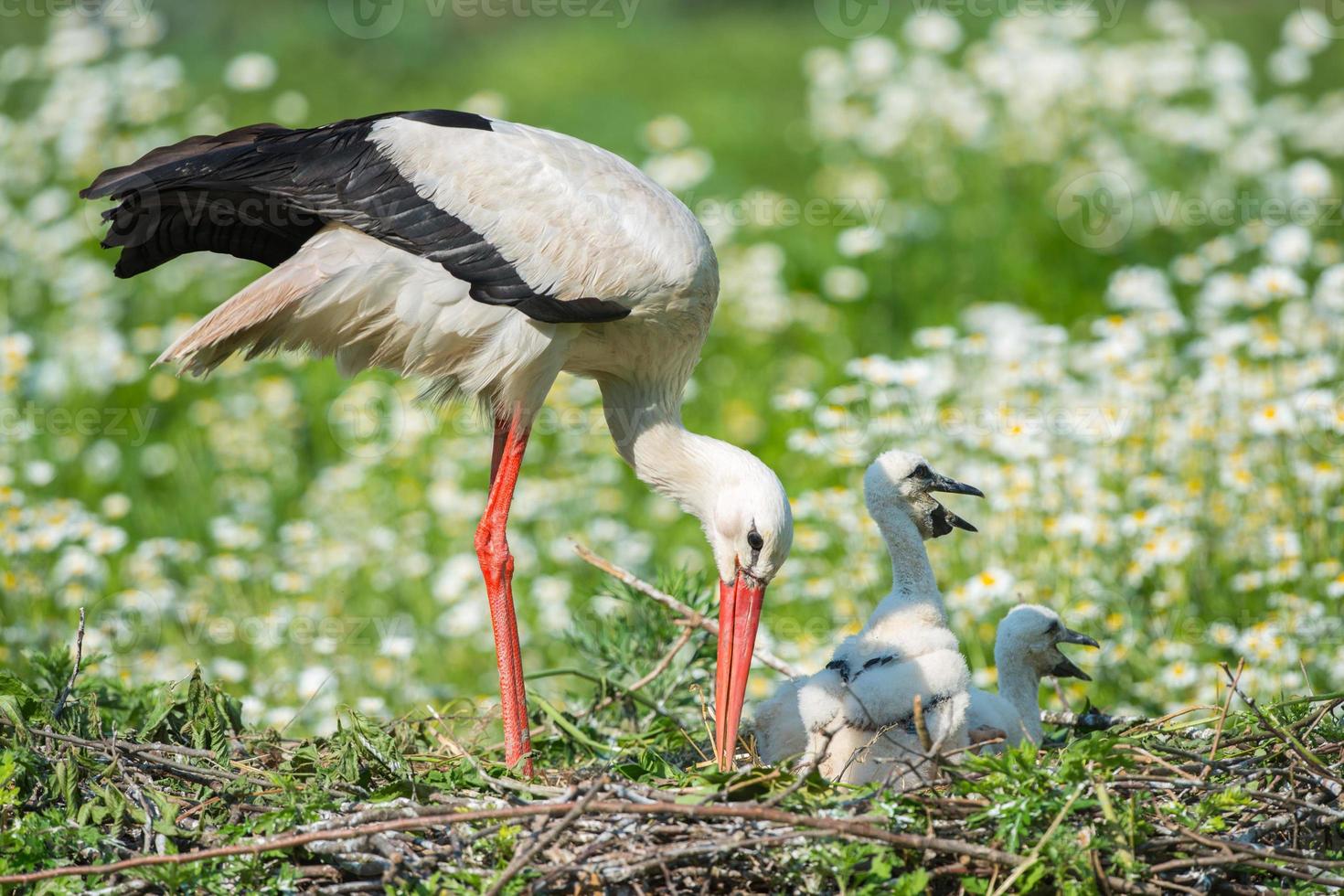 Storch mit Welpenbaby in seinem Nest auf dem Gänseblümchen foto