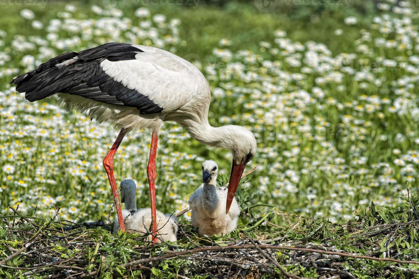 Storch mit Welpenbaby in seinem Nest auf dem Gänseblümchenhintergrund foto